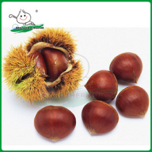 Wholesale dandong chestnut /New crop Tai Mount chestnut/Chestnut from China origin